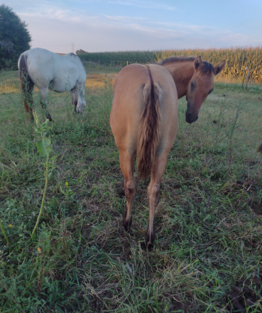 HorseID: 2301738 BRAVOS JACKIE JOY - PhotoID: 1083669