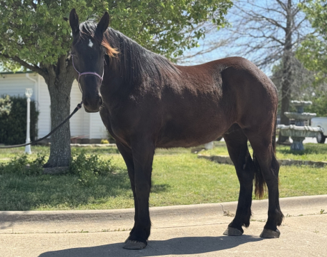 HorseID: 2301739 Cuz - PhotoID: 1083784