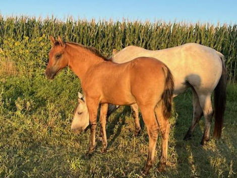 HorseID: 2301741 BRAVOS DUN COUNTESS - PhotoID: 1083671