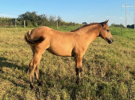 HorseID: 2301741 BRAVOS DUN COUNTESS - PhotoID: 1083672