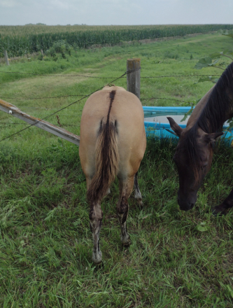 HorseID: 2301741 BRAVOS DUN COUNTESS - PhotoID: 1083673