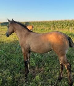 HorseID: 2301741 BRAVOS DUN COUNTESS - PhotoID: 1083674