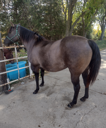 HorseID: 2301742 WHISPER N WILLOW - PhotoID: 1083675