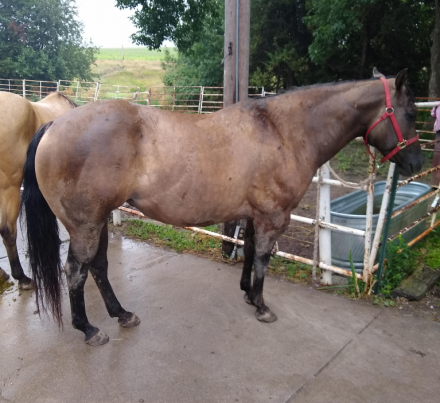 HorseID: 2301742 WHISPER N WILLOW - PhotoID: 1083676