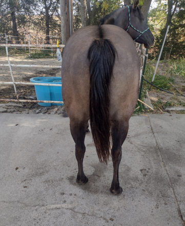 HorseID: 2301742 WHISPER N WILLOW - PhotoID: 1083677