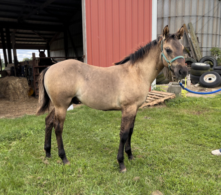 HorseID: 2301744 BR POCO RUSTNTHEWIND - PhotoID: 1083679