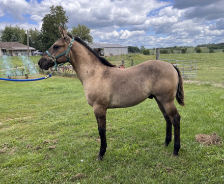 HorseID: 2301744 BR POCO RUSTNTHEWIND - PhotoID: 1083680