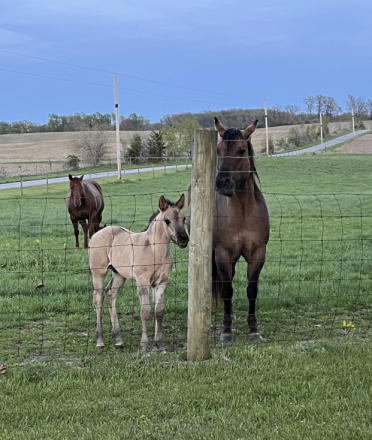 HorseID: 2301744 BR POCO RUSTNTHEWIND - PhotoID: 1083681