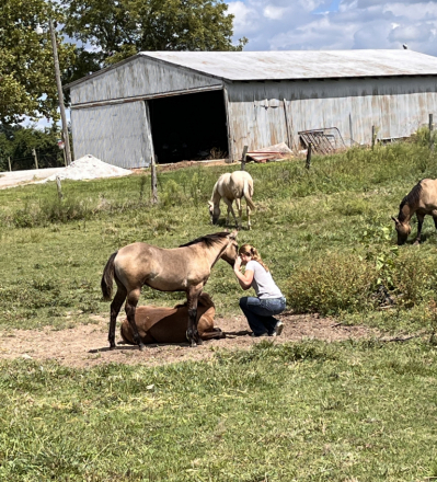 HorseID: 2301744 BR POCO RUSTNTHEWIND - PhotoID: 1083682