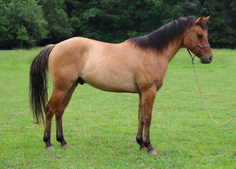 HorseID: 2301745 Tahini - PhotoID: 1083683