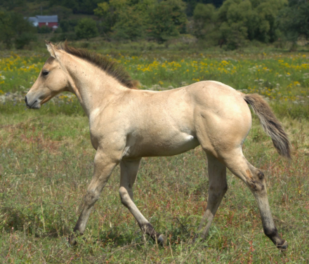 HorseID: 2301749 Dunit Cat Style - PhotoID: 1083684