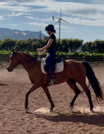 HorseID: 2301750 Sweetie - PhotoID: 1085115