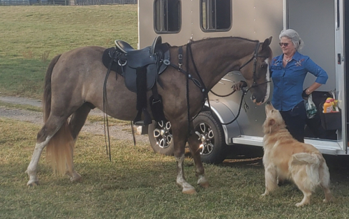 HorseID: 2301751 Echo's Red Rascal MHF - PhotoID: 1083996