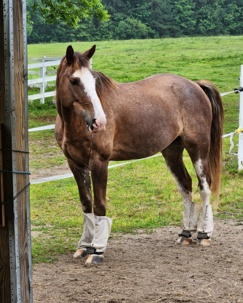 HorseID: 2301751 Echo's Red Rascal MHF - PhotoID: 1084360