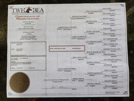 HorseID: 2301751 Echo's Red Rascal MHF - PhotoID: 1084362