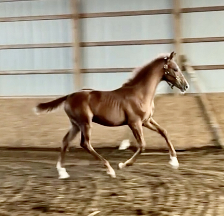 HorseID: 2301753 Valiant AMS - PhotoID: 1083686