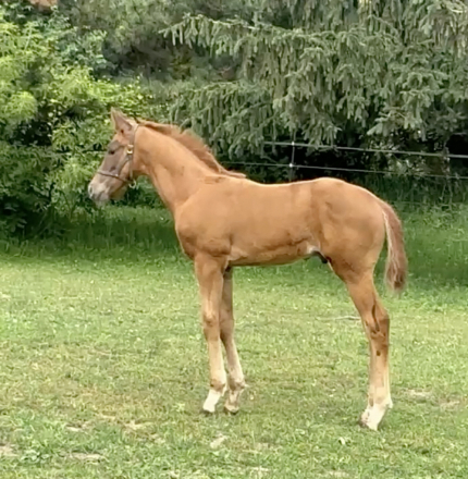 HorseID: 2301753 Valiant AMS - PhotoID: 1083687