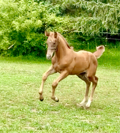 HorseID: 2301753 Valiant AMS - PhotoID: 1083688