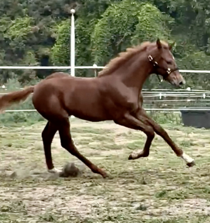 HorseID: 2301753 Valiant AMS - PhotoID: 1083689