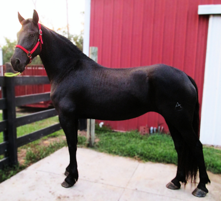 HorseID: 2301759 Natalie's Angelique - PhotoID: 1083697