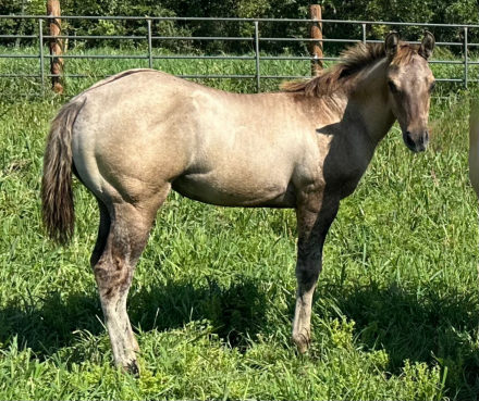 HorseID: 2301763 Xtra Shota Revenue - PhotoID: 1083702