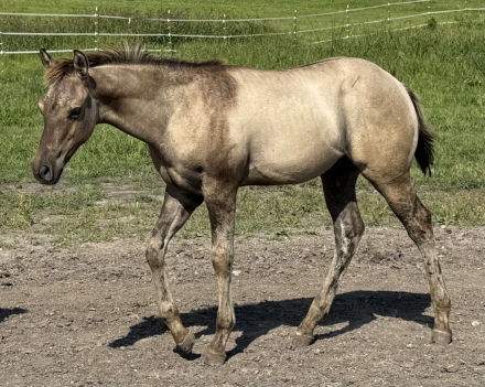 HorseID: 2301763 Xtra Shota Revenue - PhotoID: 1083703