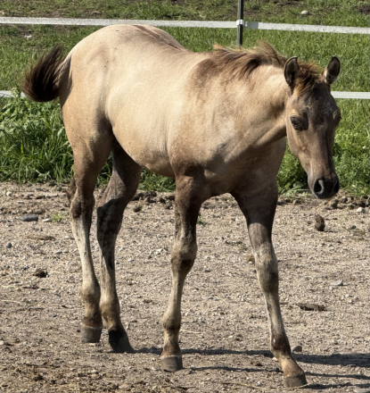 HorseID: 2301763 Xtra Shota Revenue - PhotoID: 1083704