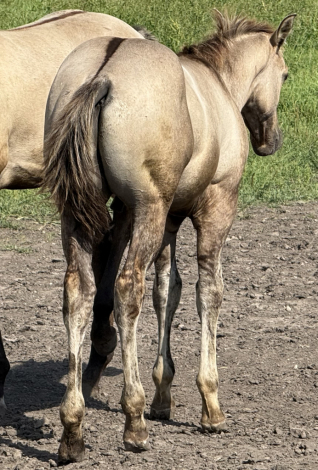 HorseID: 2301763 Xtra Shota Revenue - PhotoID: 1083705