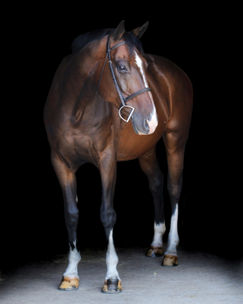 HorseID: 2301765 Wunderschon - PhotoID: 1083706