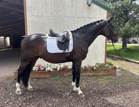 HorseID: 2301765 Wunderschon - PhotoID: 1083707