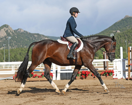 HorseID: 2301765 Wunderschon - PhotoID: 1083708