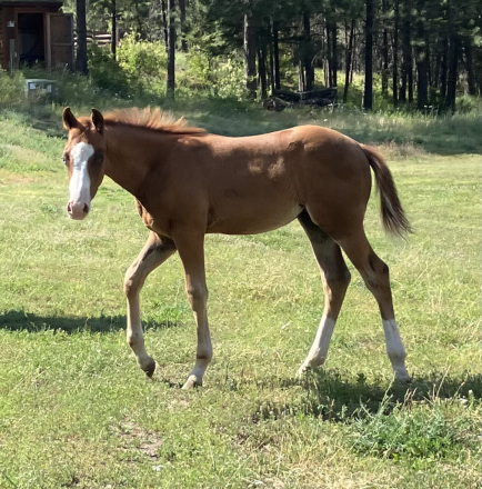 HorseID: 2301766 Son of DP GunnaOutShinya - PhotoID: 1083710