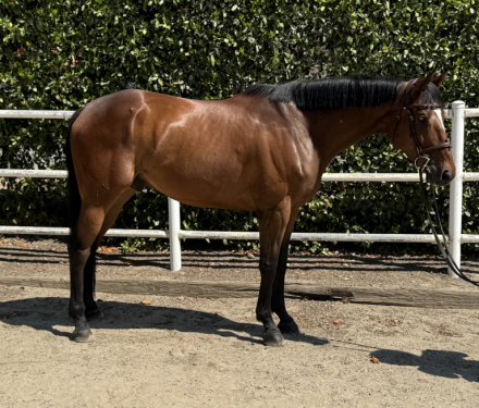 HorseID: 2301769 Pascal - PhotoID: 1083742