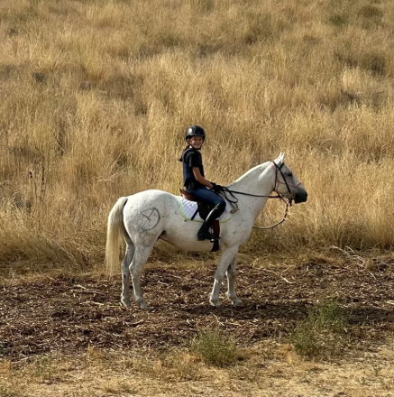 HorseID: 2301771 Bumble Be Mine - PhotoID: 1083711