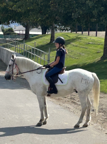 HorseID: 2301771 Bumble Be Mine - PhotoID: 1083712