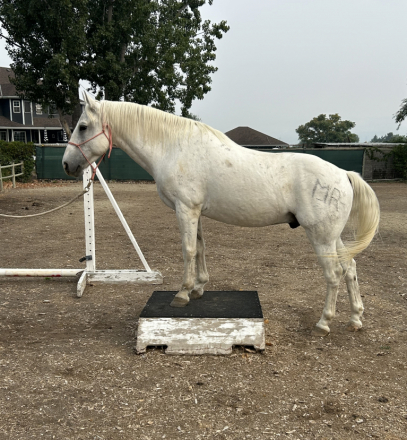 HorseID: 2301771 Bumble Be Mine - PhotoID: 1083713