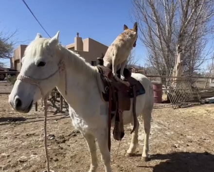 HorseID: 2301771 Bumble Be Mine - PhotoID: 1083714