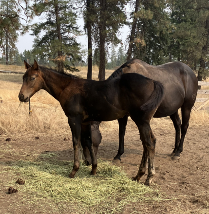 HorseID: 2301772 Son of Irish Pays Lowry Jak - PhotoID: 1083718