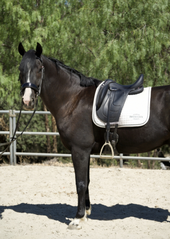 HorseID: 2301775 Carbon (Maximus) - PhotoID: 1083716