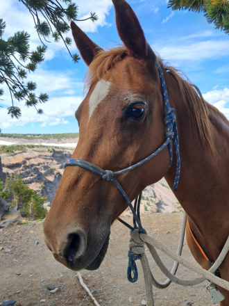 HorseID: 2301776 Simee Dimeh - PhotoID: 1083717