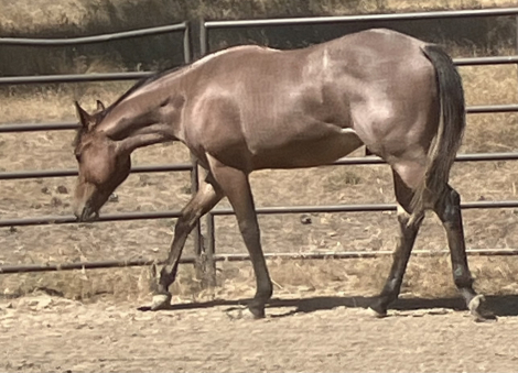 HorseID: 2301779 Classic Metal - PhotoID: 1083719