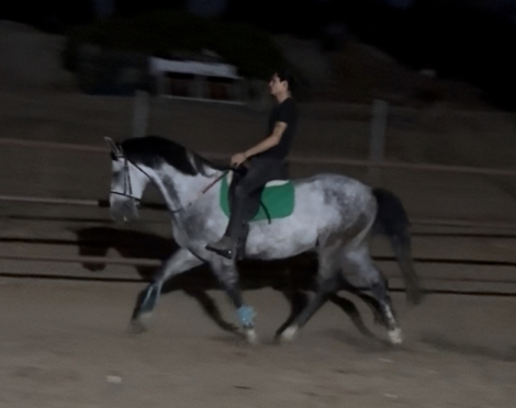 HorseID: 2301793 Hazel - PhotoID: 1083739