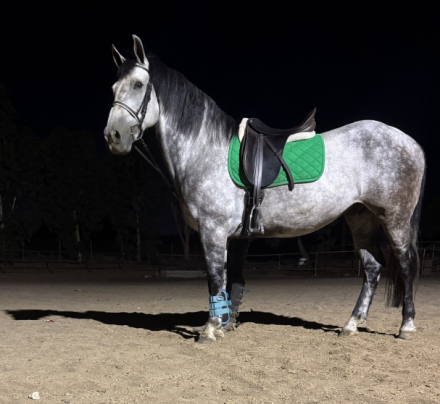 HorseID: 2301793 Hazel - PhotoID: 1083740