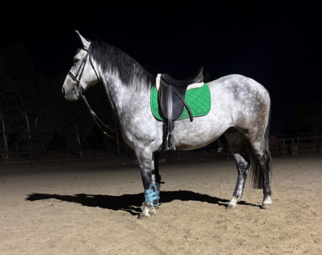 HorseID: 2301793 Hazel - PhotoID: 1083741