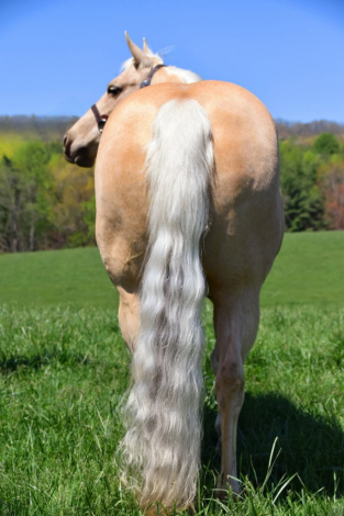 HorseID: 2301797 MSKITTYSGOLDEN ACRES - PhotoID: 1083775