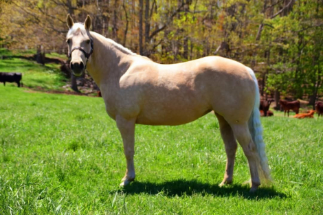 HorseID: 2301797 MSKITTYSGOLDEN ACRES - PhotoID: 1083777