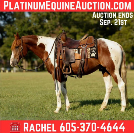 HorseID: 2301798 Catz Quejanaisalena - PhotoID: 1083762