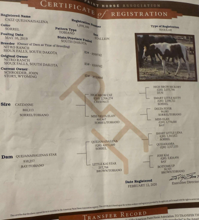 HorseID: 2301798 Catz Quejanaisalena - PhotoID: 1083763