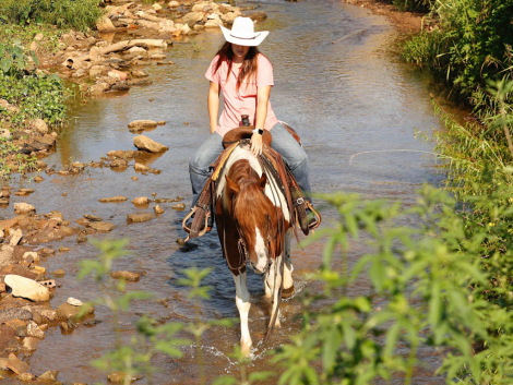 HorseID: 2301798 Catz Quejanaisalena - PhotoID: 1083764