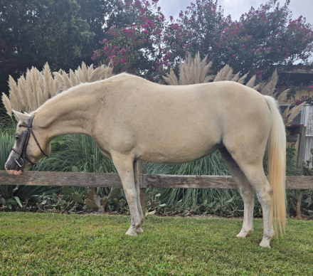 HorseID: 2301800 Bo Peep - PhotoID: 1083749